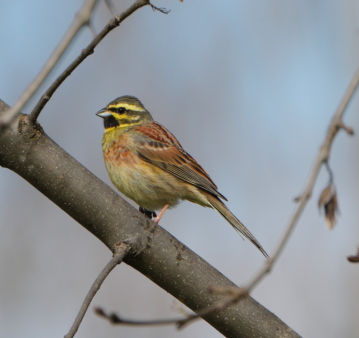 Cirl Bunting - ML632786957