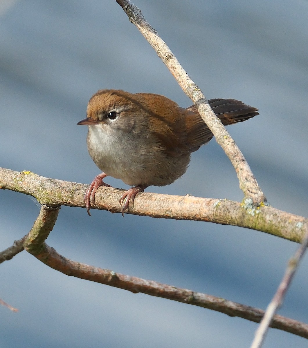 Cetti's Warbler - ML632786961
