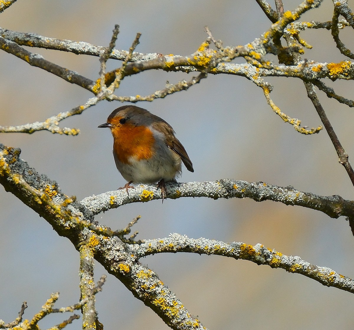 European Robin - ML632786966
