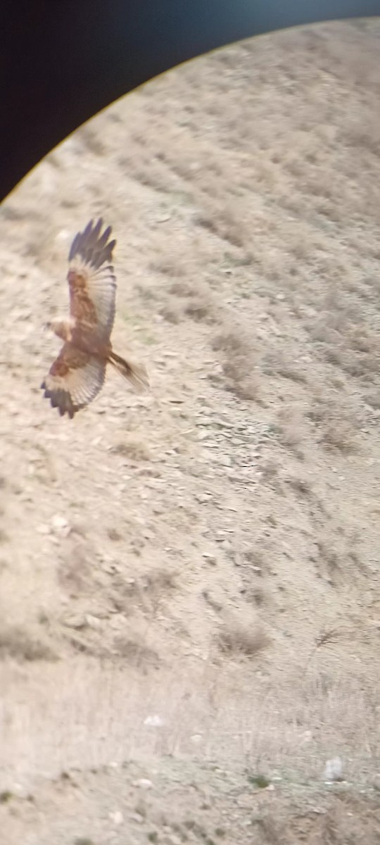 Western Marsh Harrier - ML632787325