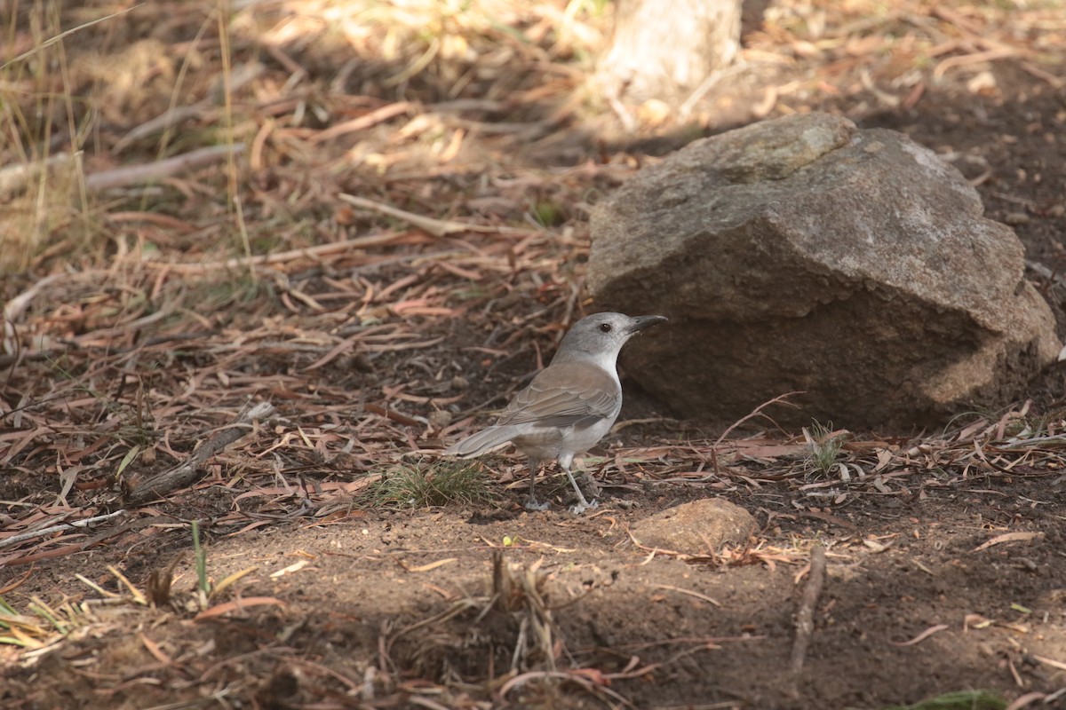 Gray Shrikethrush - ML632787328