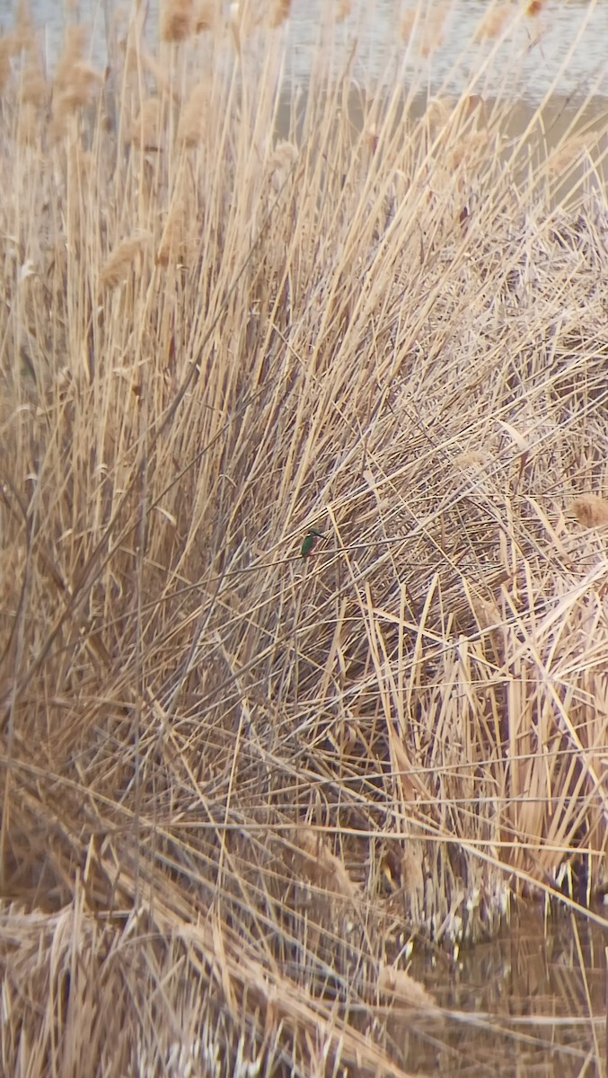 Common Kingfisher - ML632787331