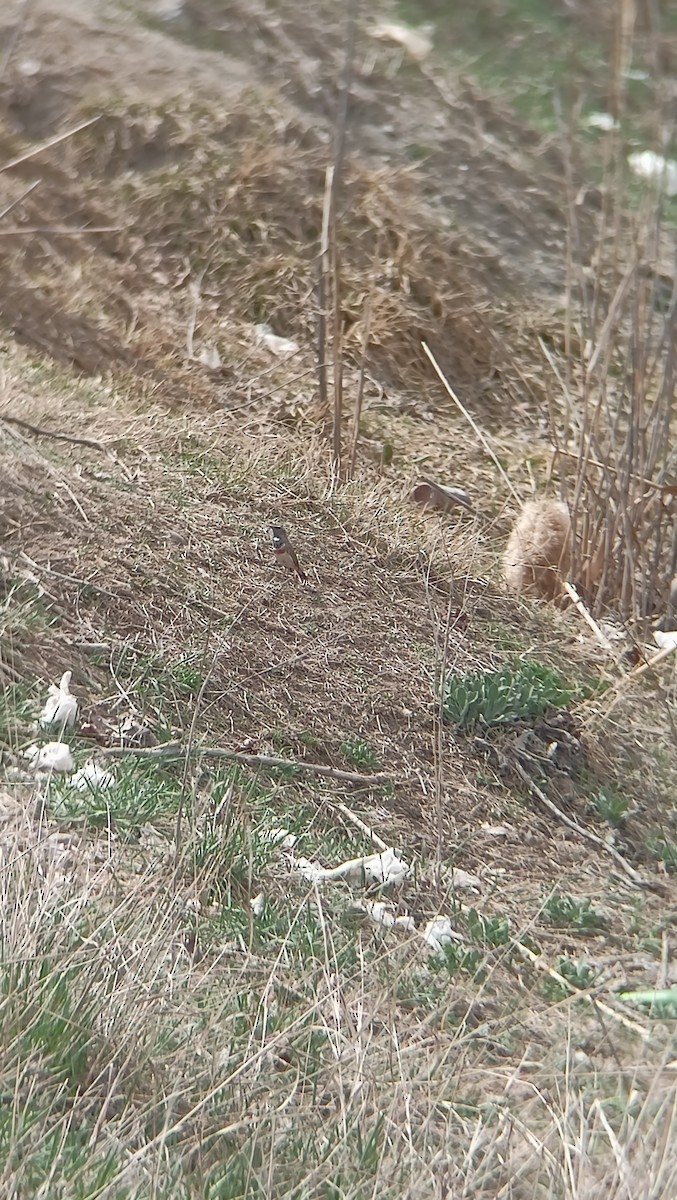 Bluethroat - ML632787336