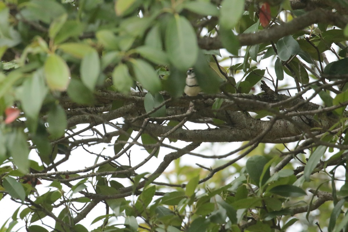 Double-barred Finch - ML632787372