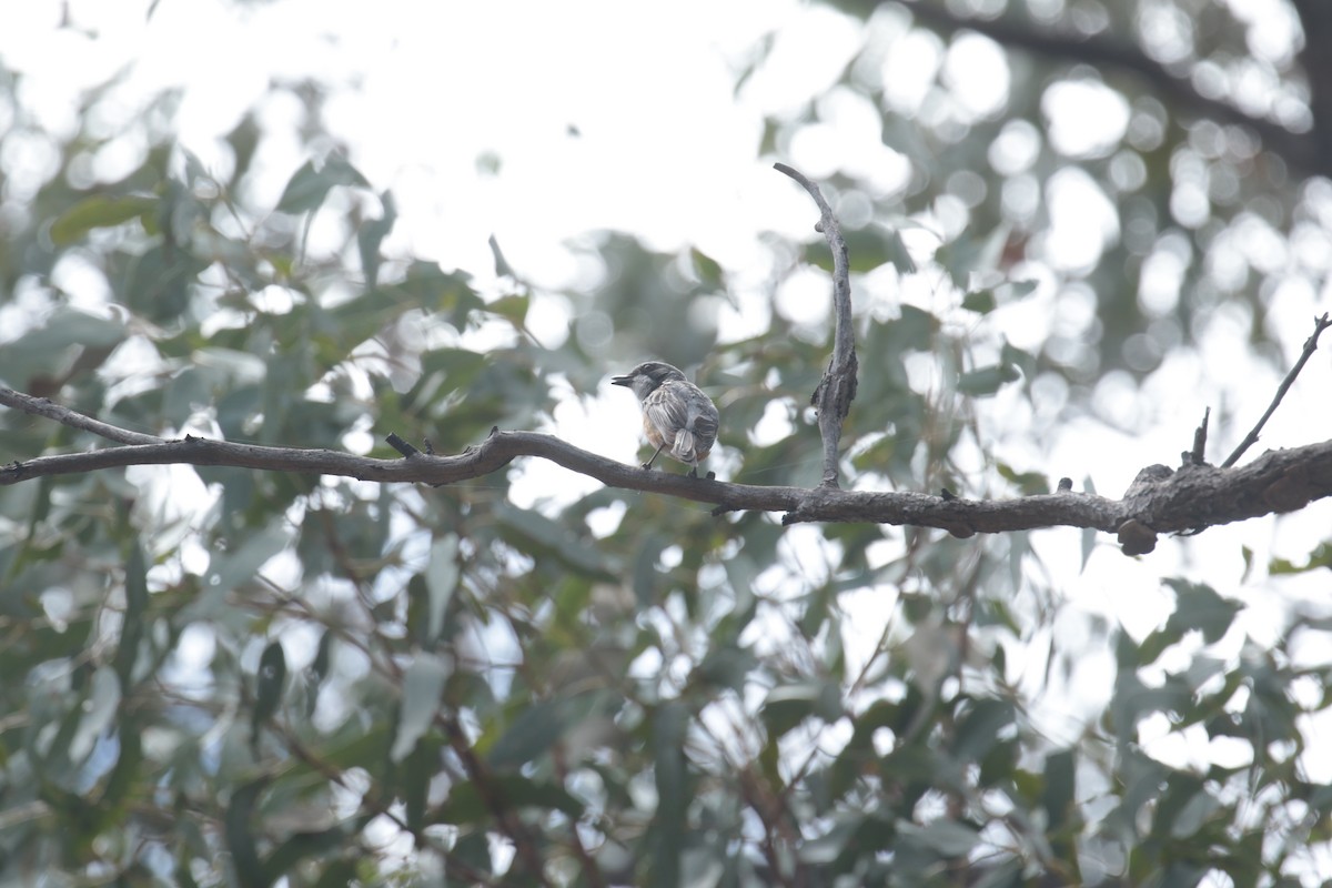 Rufous Whistler - ML632787406