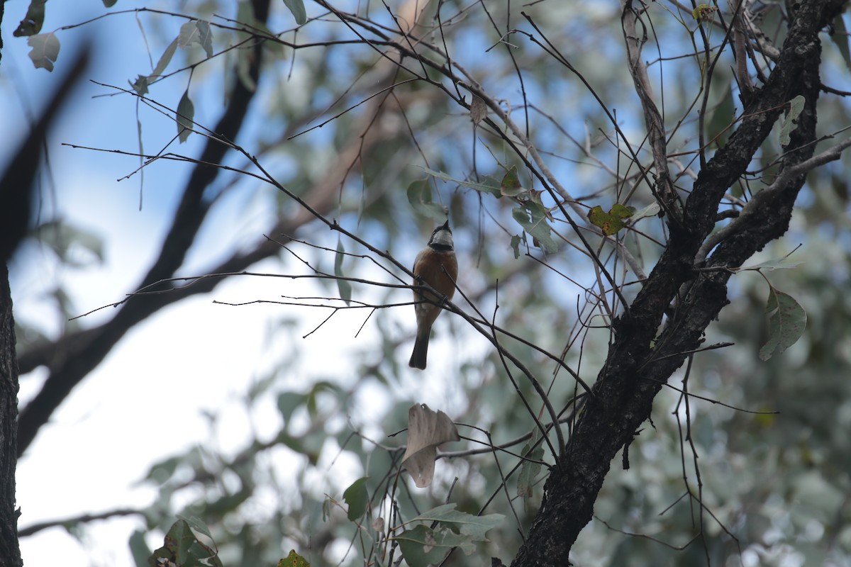 Rufous Whistler - ML632787410