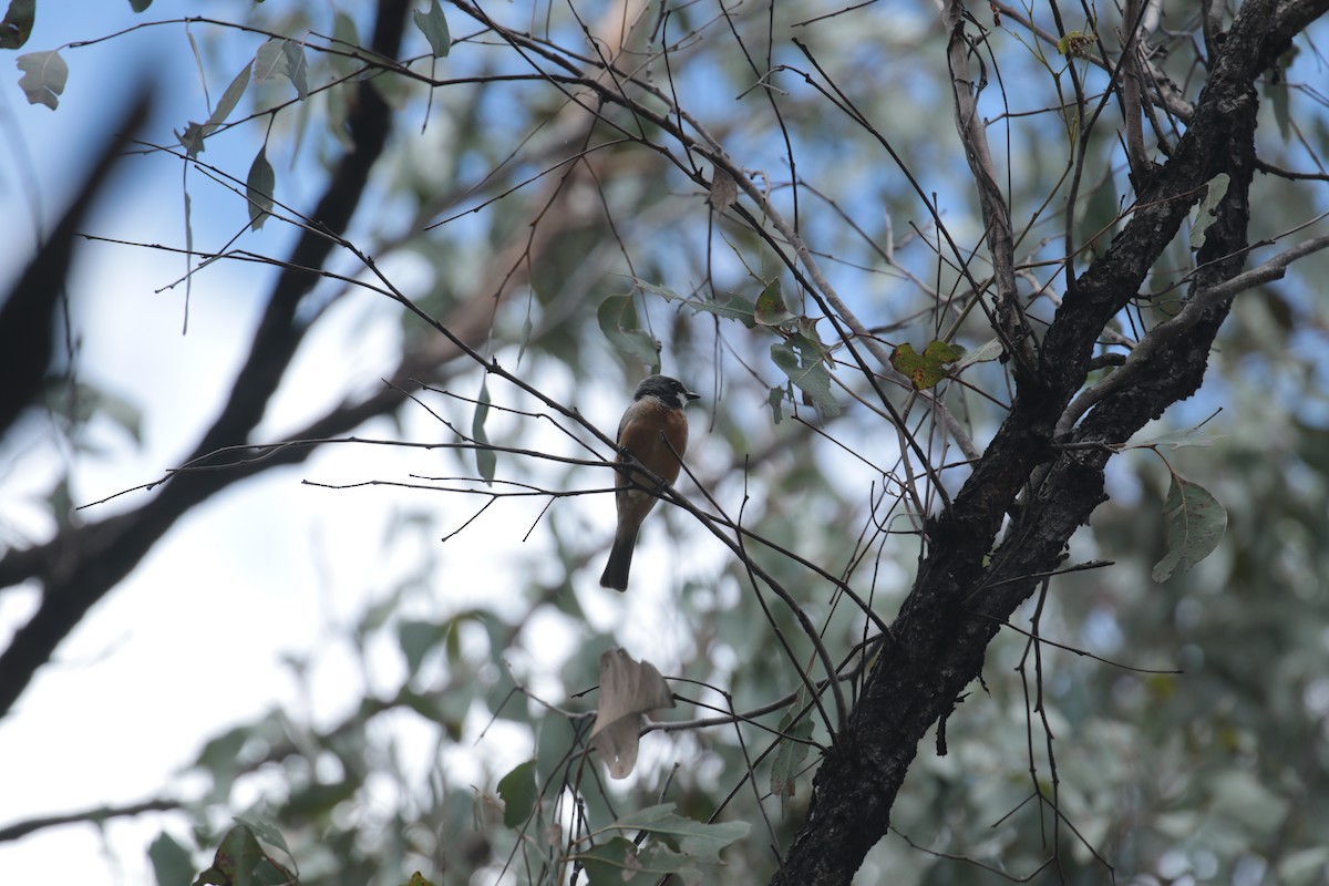 Rufous Whistler - ML632787411