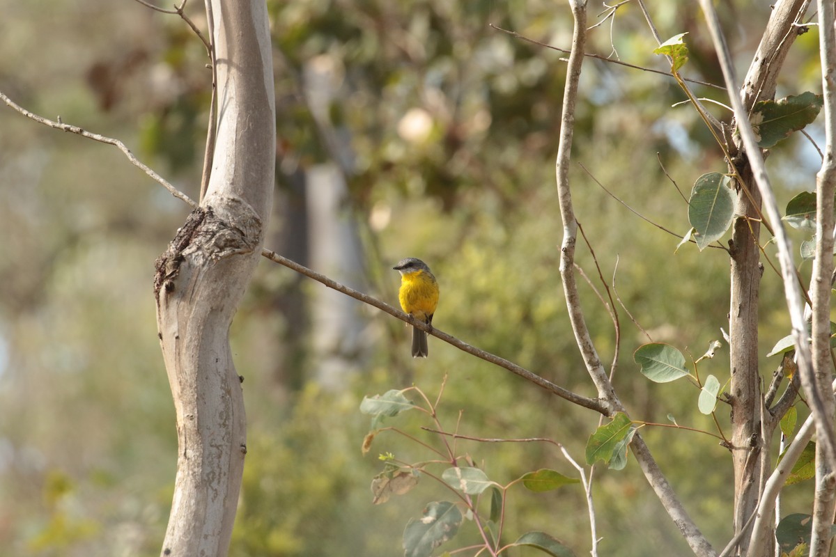 Eastern Yellow Robin - ML632787420