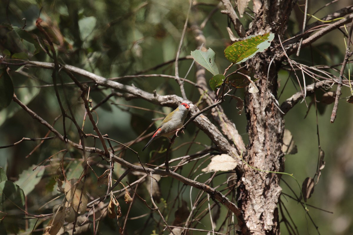 Red-browed Firetail - ML632787428