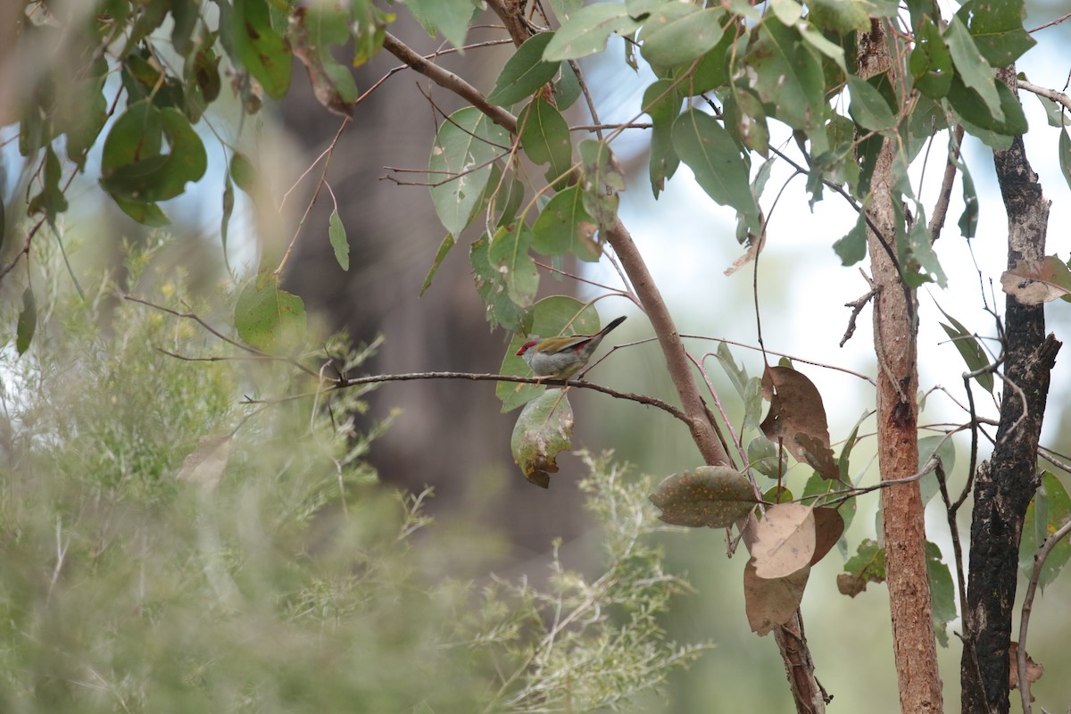Red-browed Firetail - ML632787429