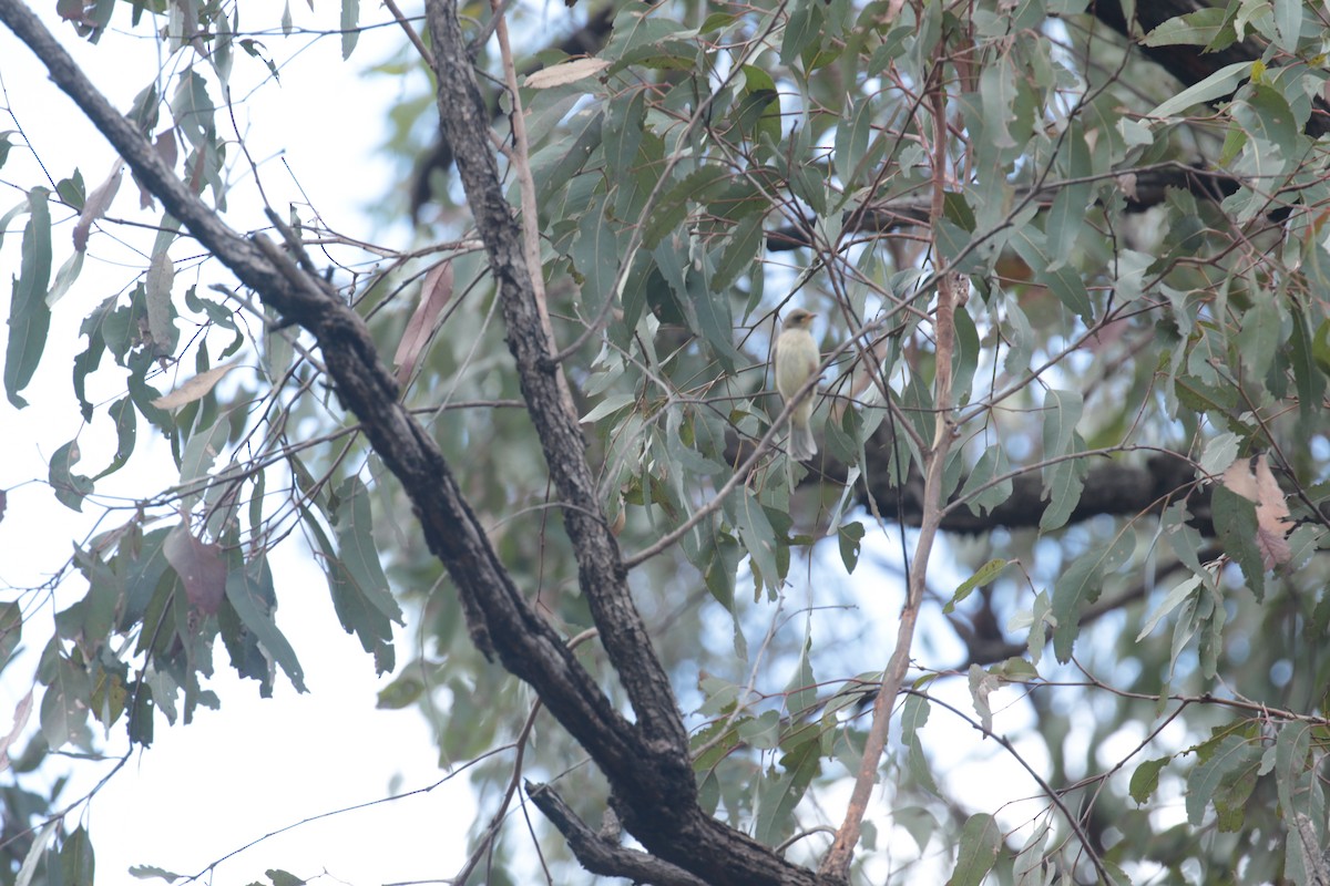 Fuscous Honeyeater - ML632787442
