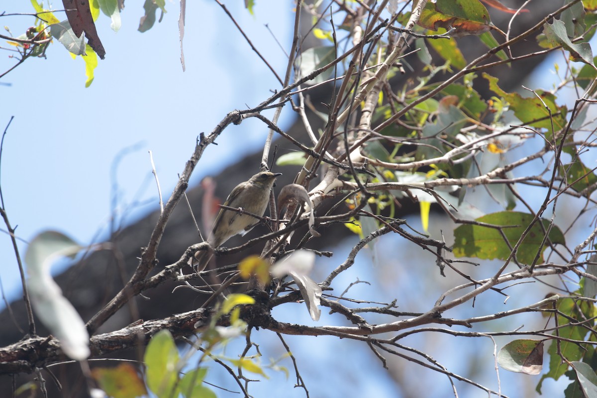 Fuscous Honeyeater - ML632787443