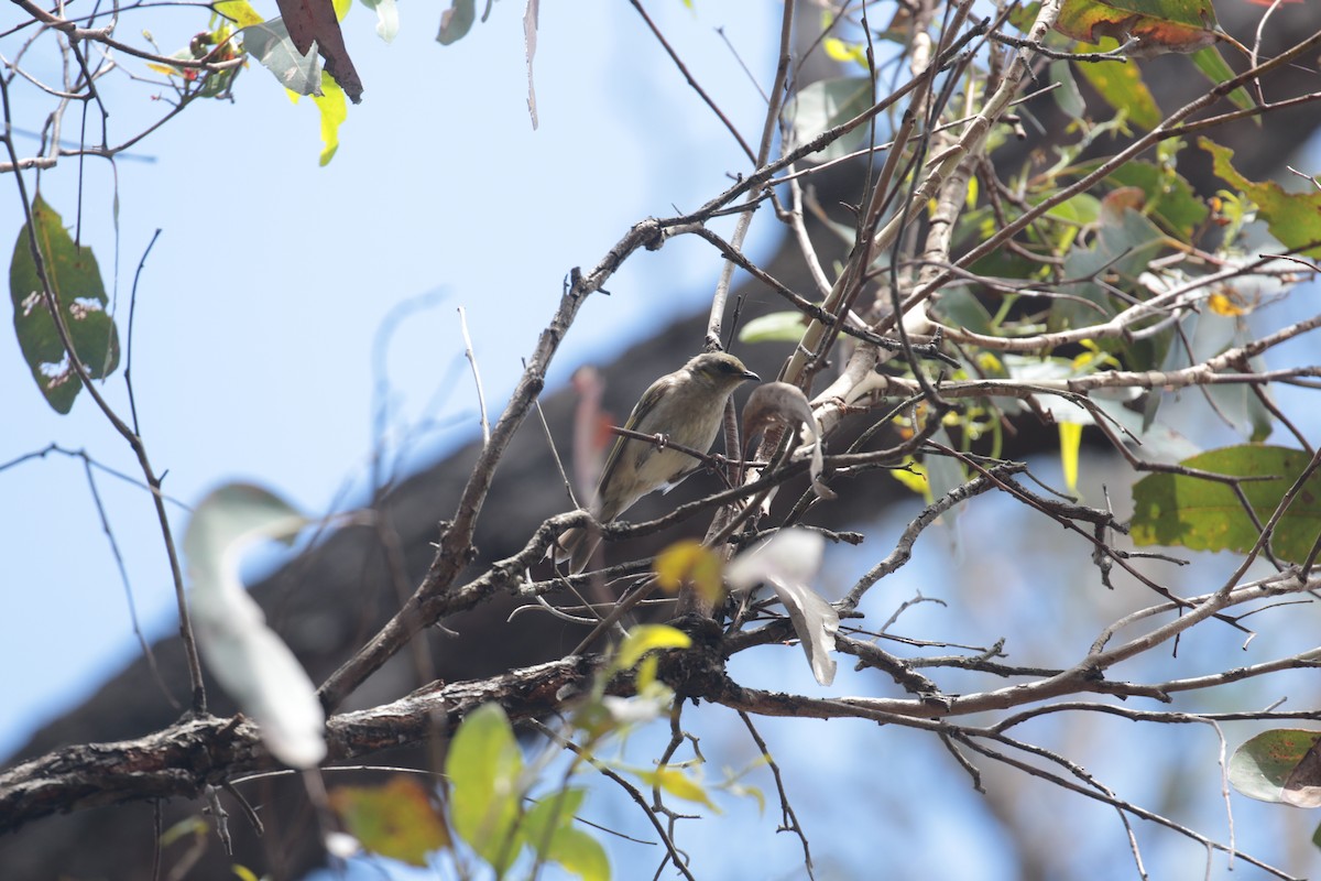 Fuscous Honeyeater - ML632787444