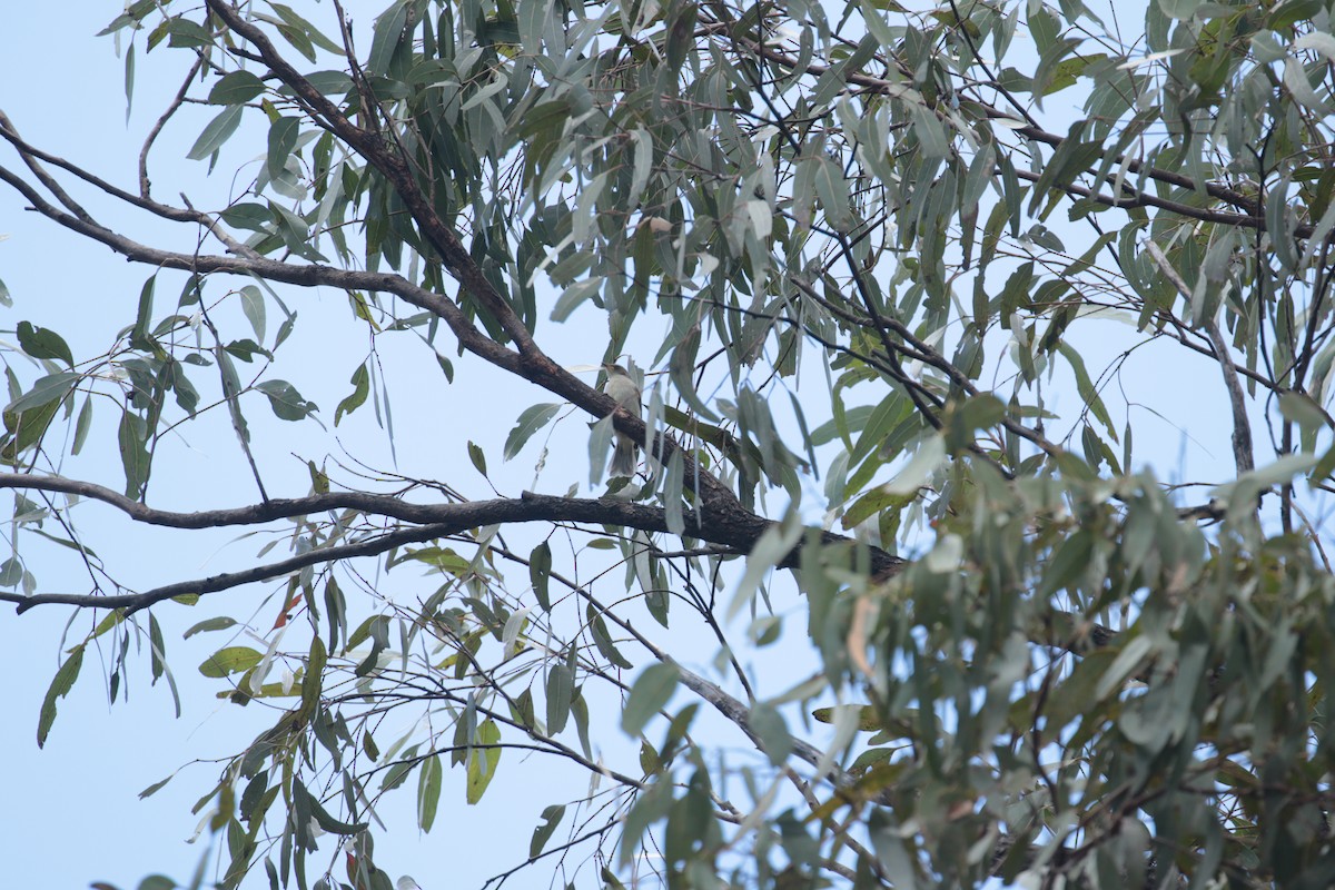 Fuscous Honeyeater - ML632787445