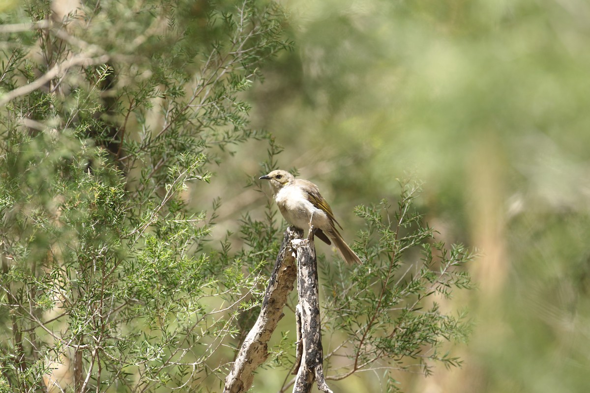 Fuscous Honeyeater - ML632787446