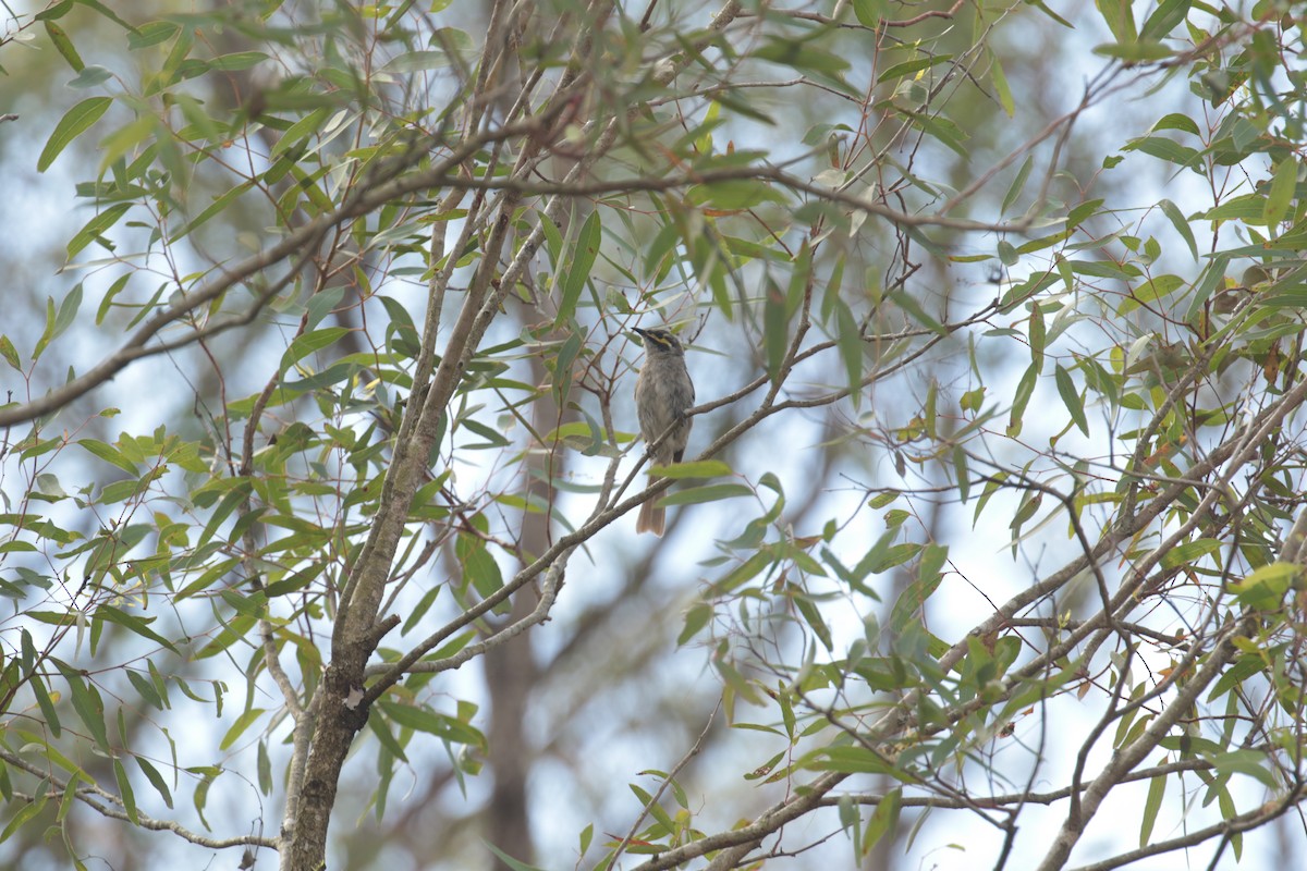 Yellow-faced Honeyeater - ML632787461