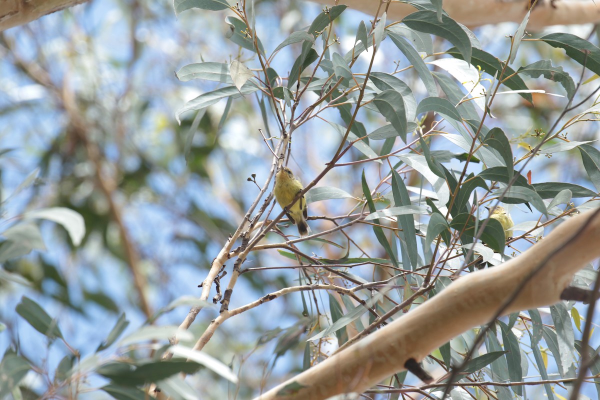 Yellow Thornbill - ML632787472