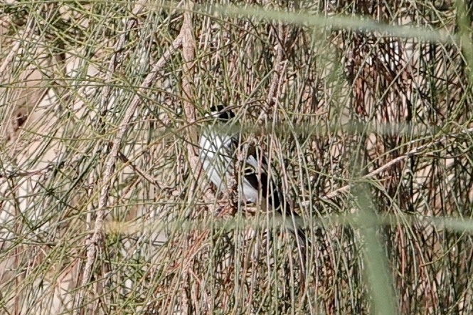 Ficedula sp. - ML632787542