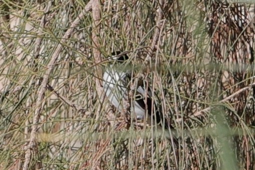 Ficedula sp. - ML632787543