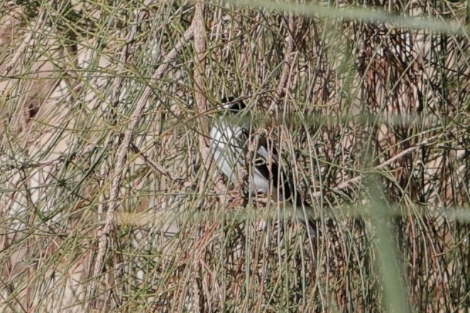 Ficedula sp. - ML632787544