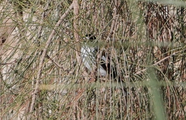 Ficedula sp. - ML632787545