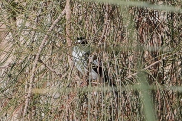 Ficedula sp. - ML632787546