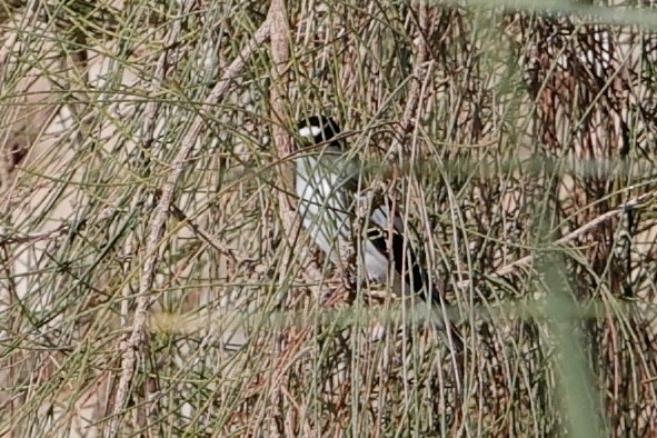 Ficedula sp. - ML632787547