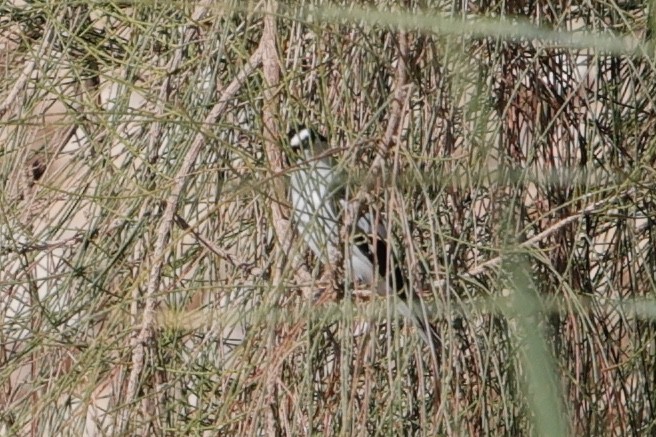 Ficedula sp. - ML632787548