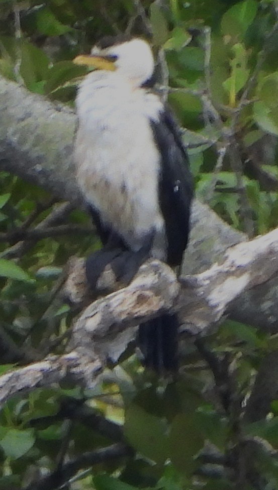 Cormorán Piquicorto - ML632787550