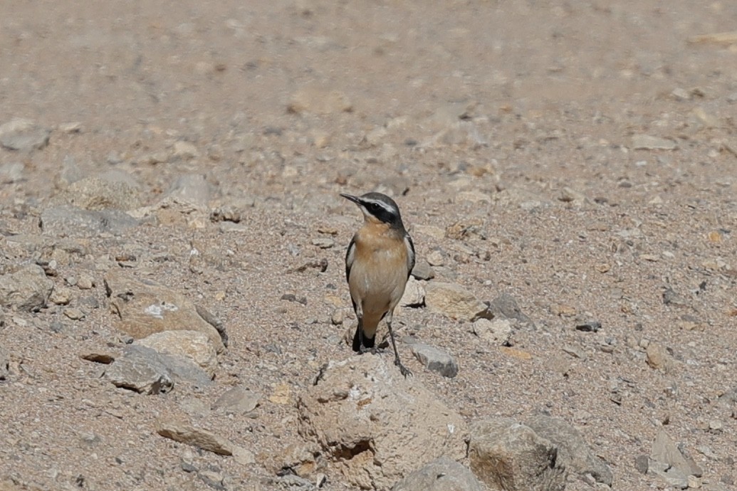 Northern Wheatear - ML632787554
