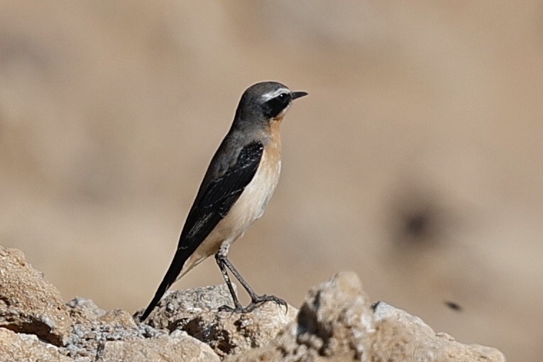 Northern Wheatear - ML632787555