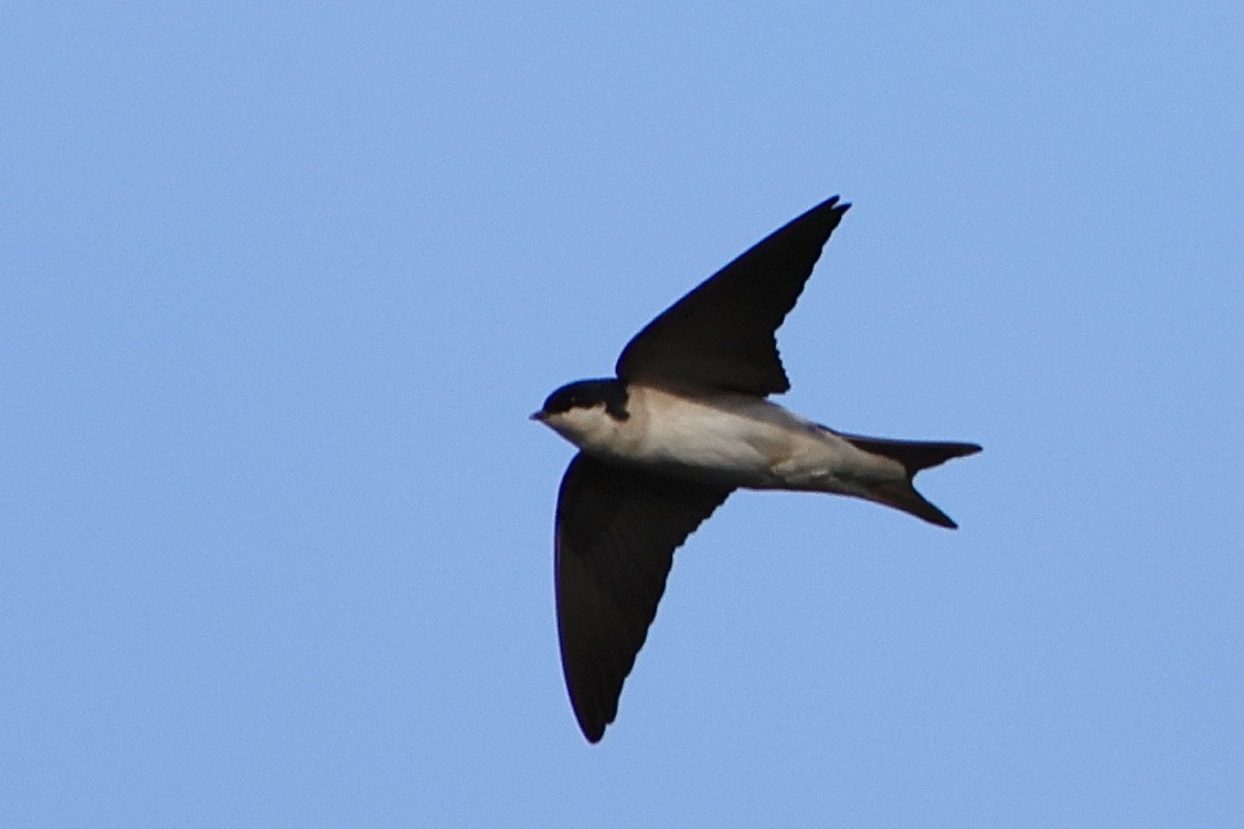 Western House-Martin - ML632787558