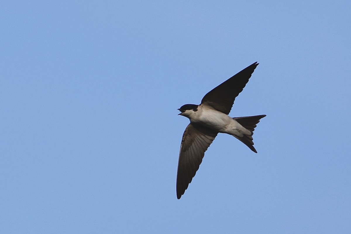 Western House-Martin - ML632787559