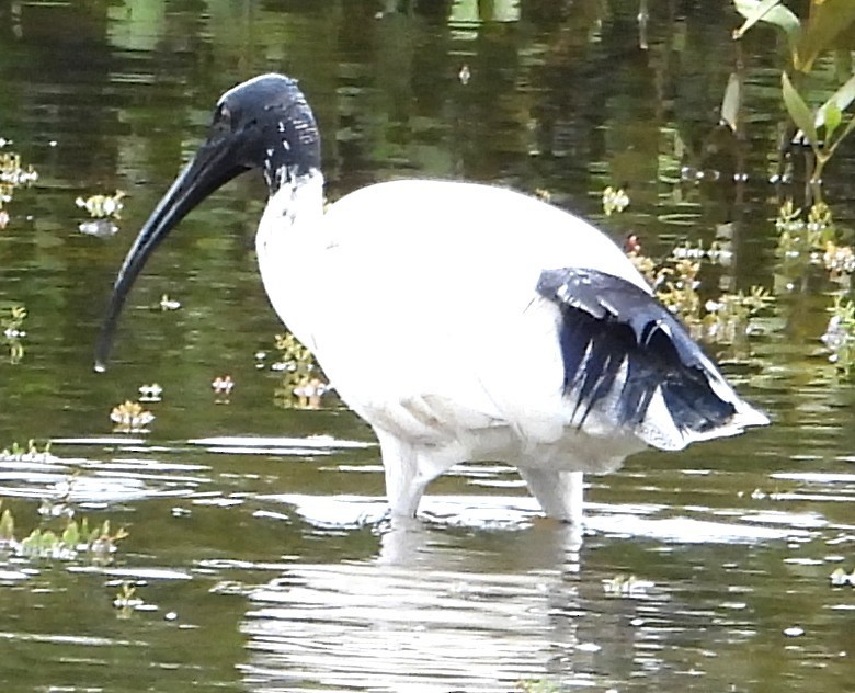 Ibis Moluqueño - ML632787561