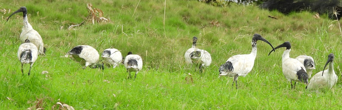 Ibis Moluqueño - ML632787562