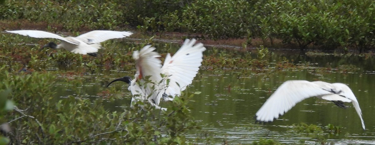 Ibis Moluqueño - ML632787563