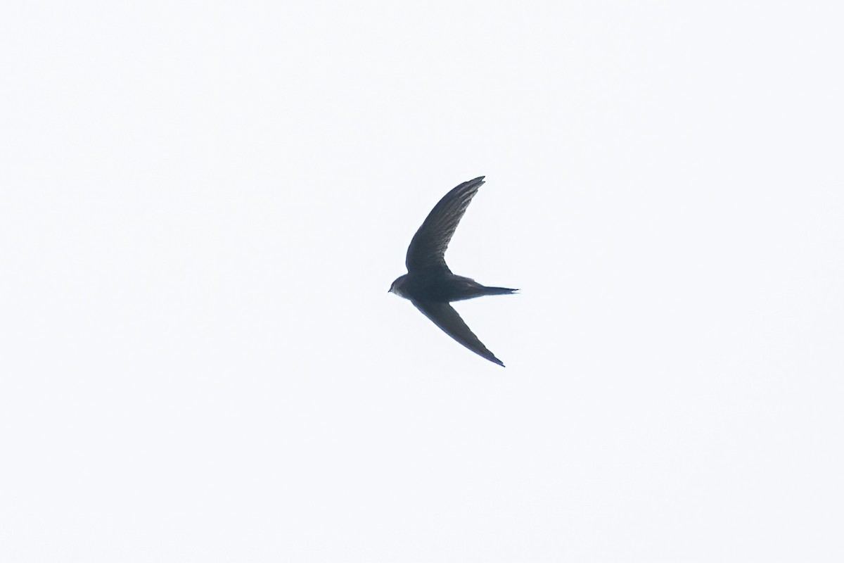 Mottled Swift - ML632787639