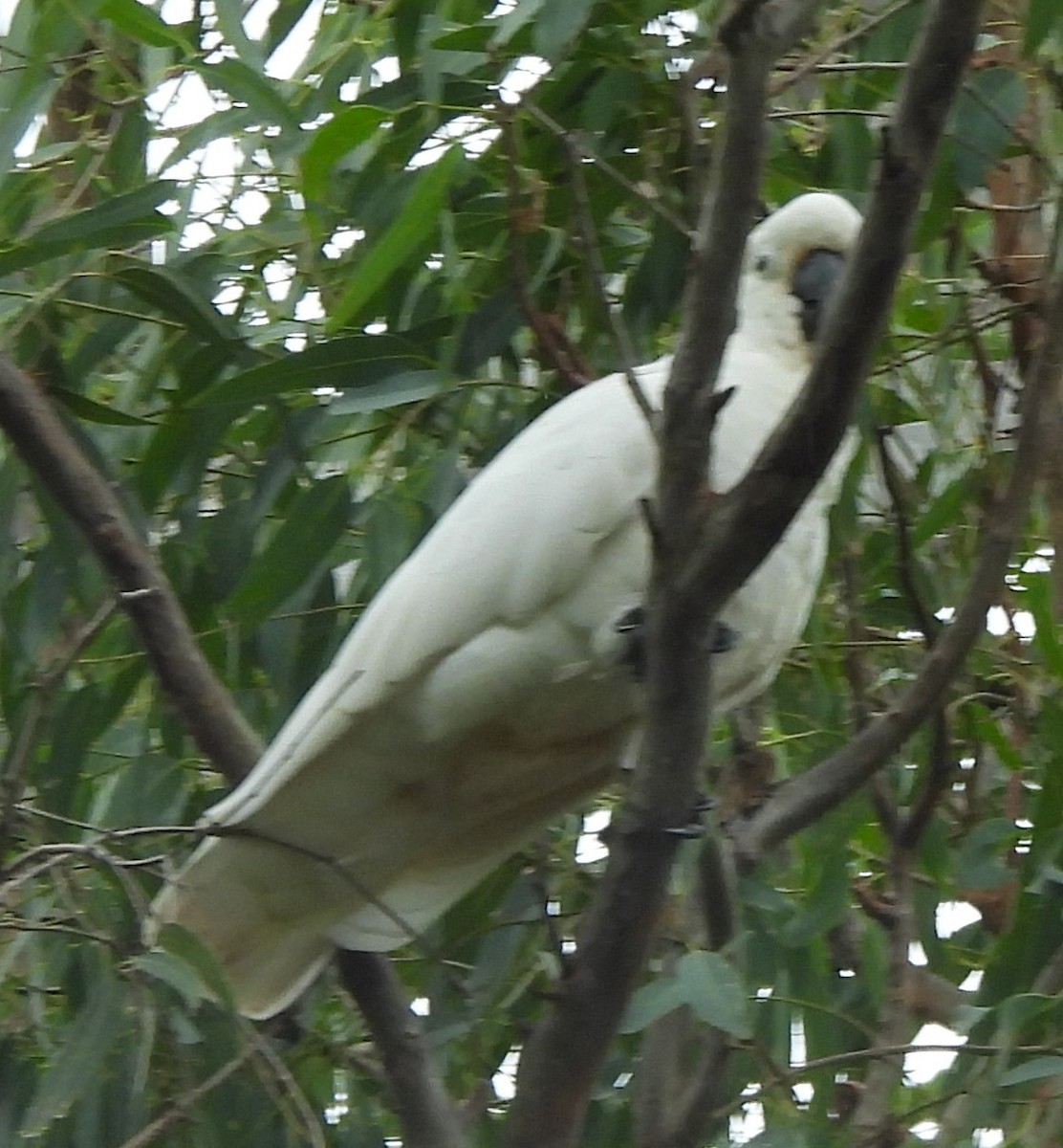 Cacatúa Galerita - ML632787671