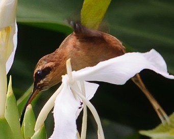 Stripe-throated Hermit - ML632787711