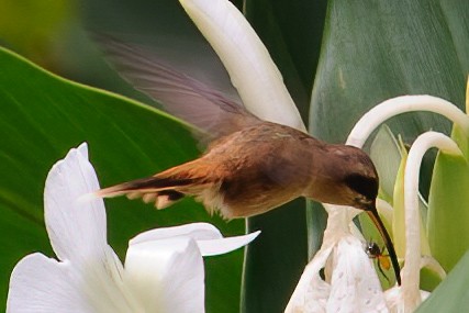 Stripe-throated Hermit - ML632787713