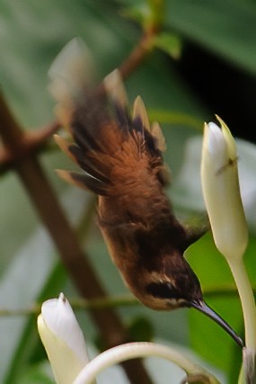 Stripe-throated Hermit - ML632787715