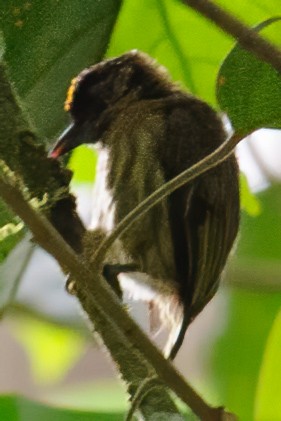 Olivaceous Piculet - ML632787723