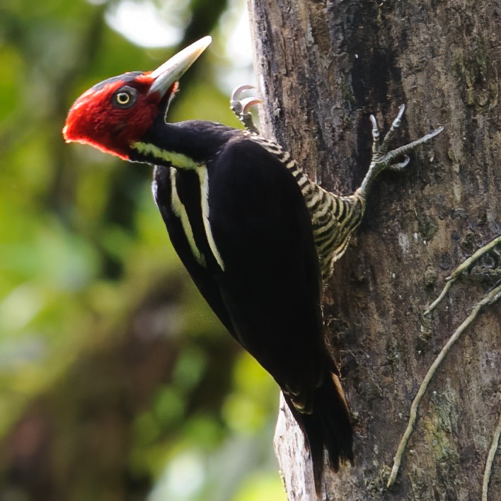 Pale-billed Woodpecker - ML632787737
