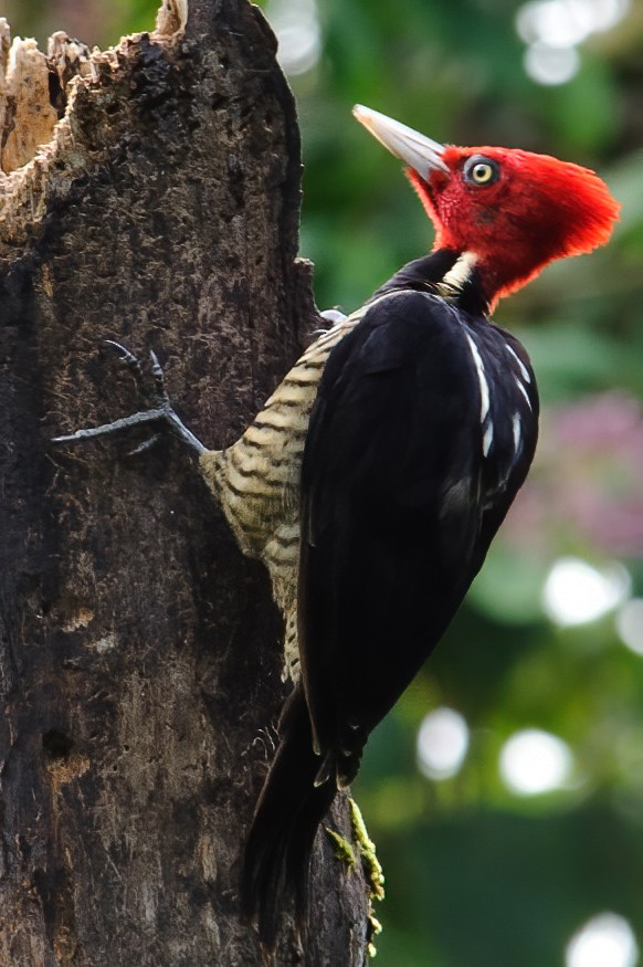 Pale-billed Woodpecker - ML632787739