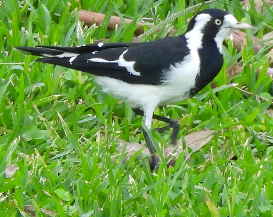 Grallina Australiana - ML632787743