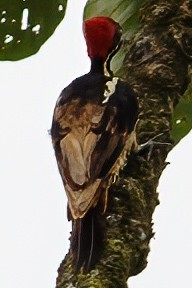 Pale-billed Woodpecker - ML632787748