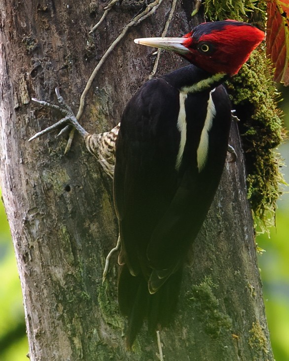 Pale-billed Woodpecker - ML632787752