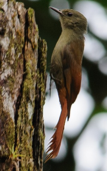 Olivaceous Woodcreeper - ML632787756