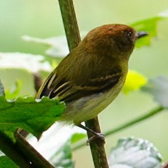 Scale-crested Pygmy-Tyrant - ML632787761
