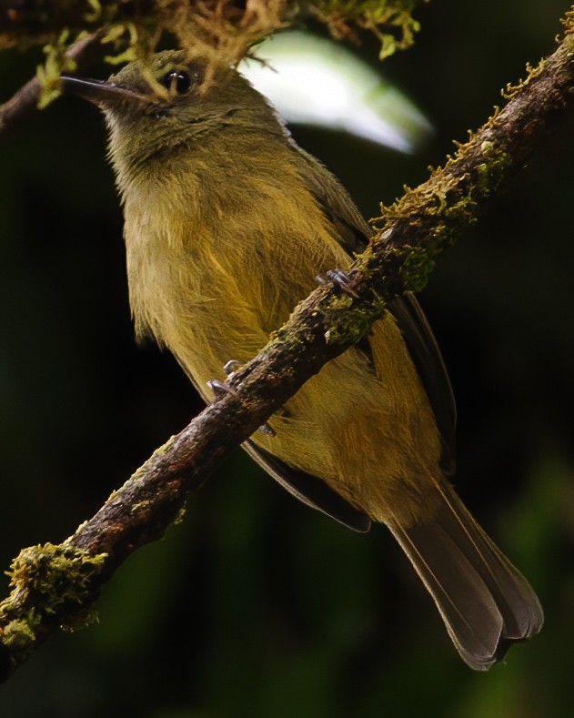 Ochre-bellied Flycatcher - ML632787762